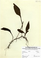 藏品(萊氏線蕨)的圖片